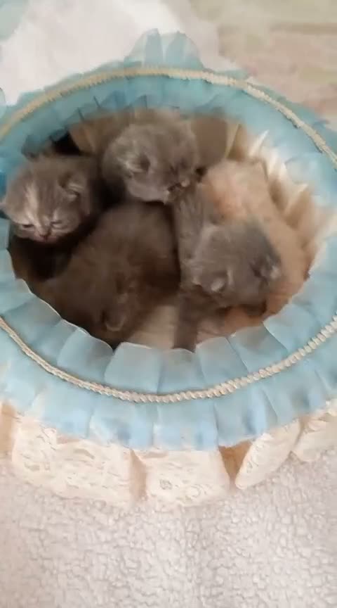 Persa gatos en venta: Gatitos persa y malayo - Video 2