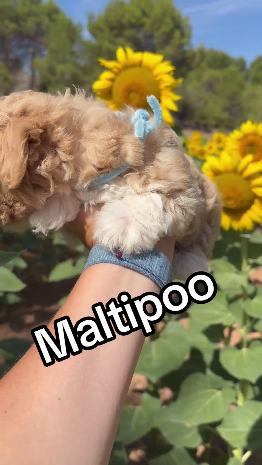 Maltipoo perros en venta: Maltipoo de caramelo !!!!!! - Video 1