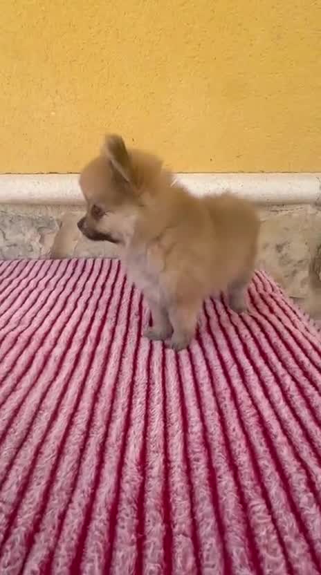Pomerania perros en venta: Pomerania toy  - Video 1
