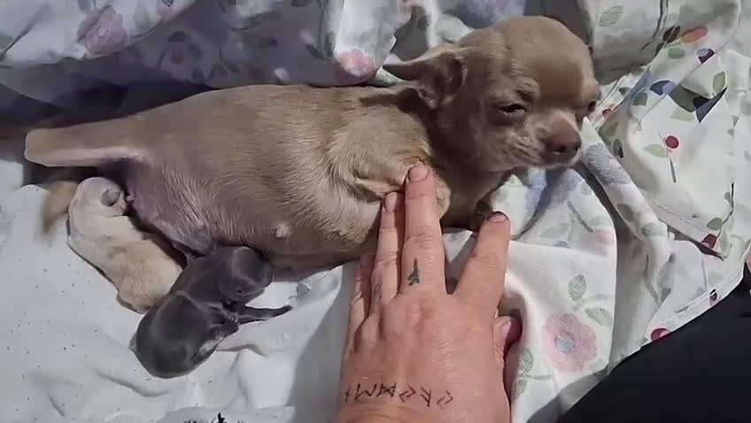 Chihuahua perros en venta: Parejita de chihuahua crema y otro azul - Video 1