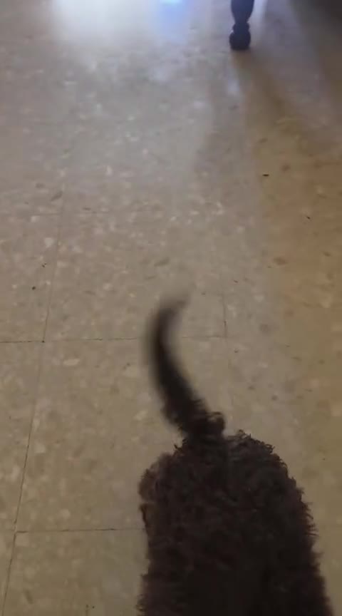 Perro de Agua Español perros en venta: Perra de agua - Video 1
