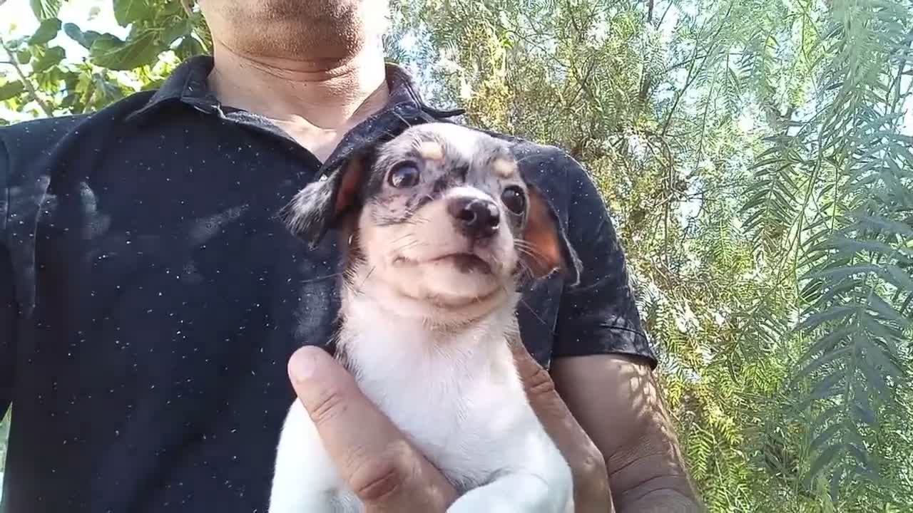 Chihuahua perros en venta: Hembra chihuahua Merle  - Video 1