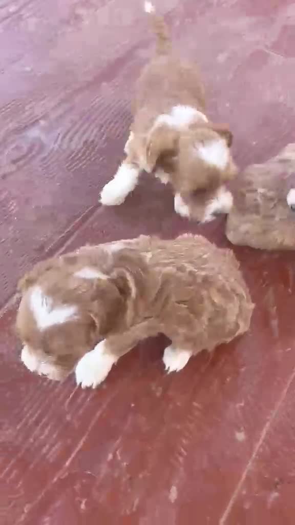Maltipoo perros en venta: Cachoritos de maltipo  - Video 1