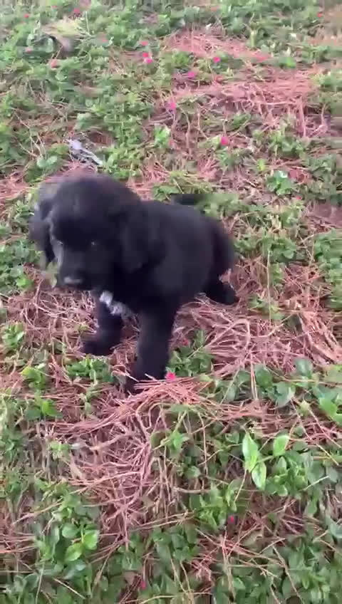 Golden Retriever perros en venta: GOLDEN RETRIEVER  - Video 1