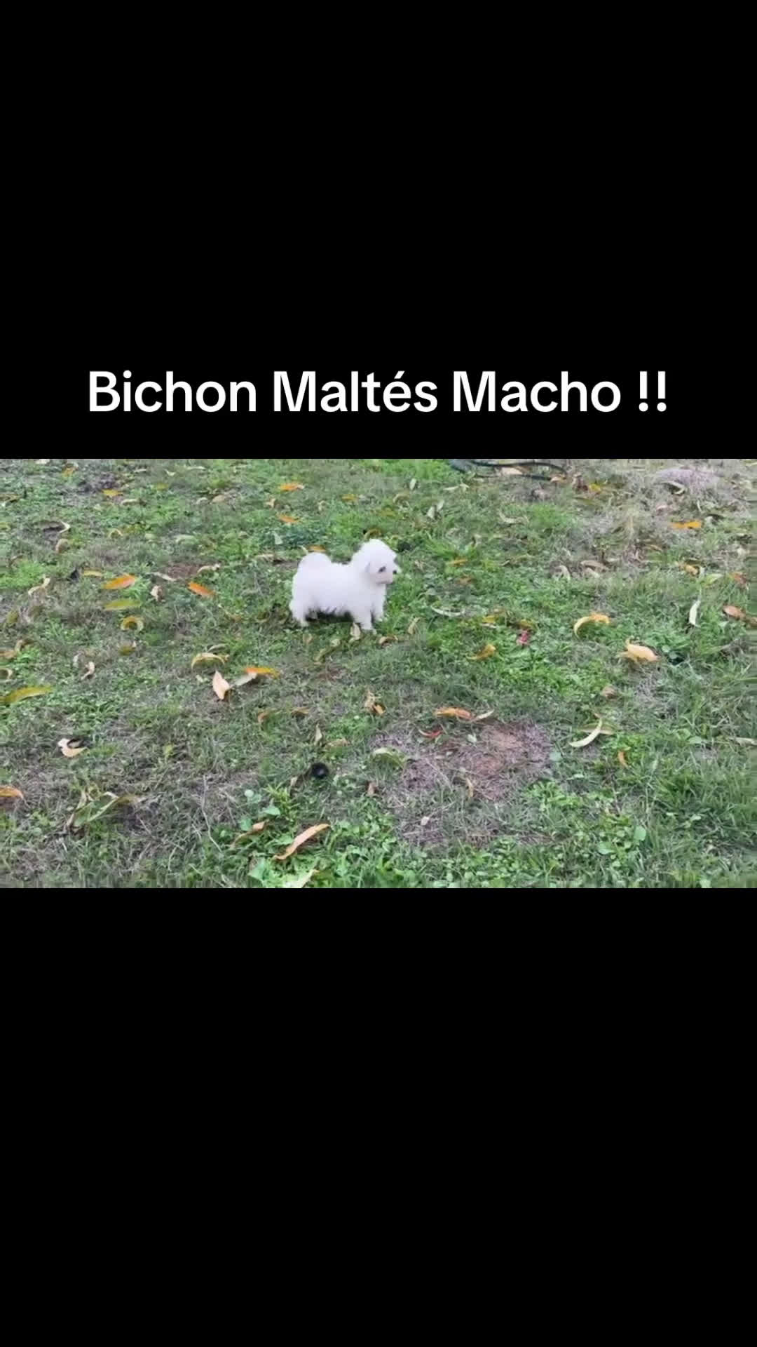 Bichón Maltés perros en venta: Bichon Maltés entrega en diciembre!! - Video 1