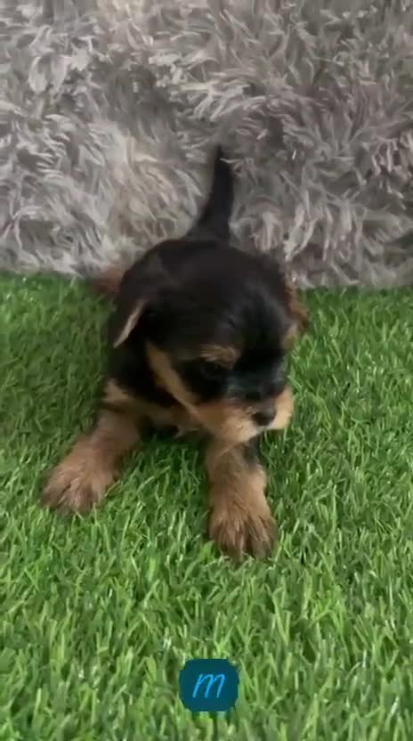 Yorkshire Terrier perros en venta: YORKSHIRE MINI TOY - Video 2