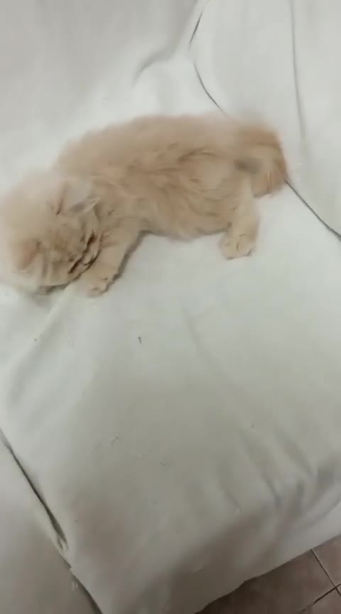 Exótico de Pelo Largo gatos en venta: Gatitos persa himalayo  - Video 2