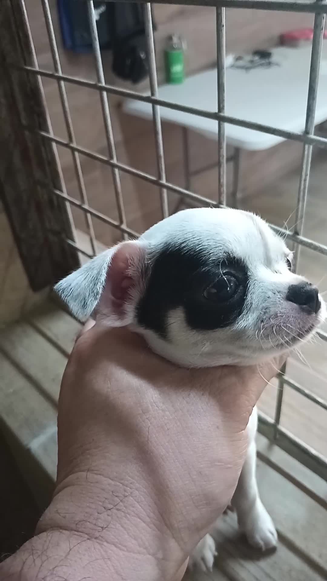 Chihuahua perros en venta: Chihuahua toy  - Video 2