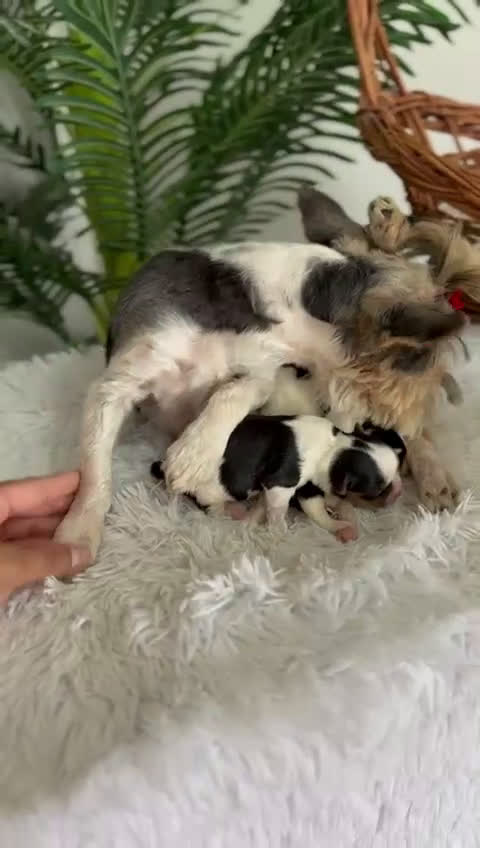 Yorkshire Terrier perros en venta: YORKSHIRE BIEWER - Video 3