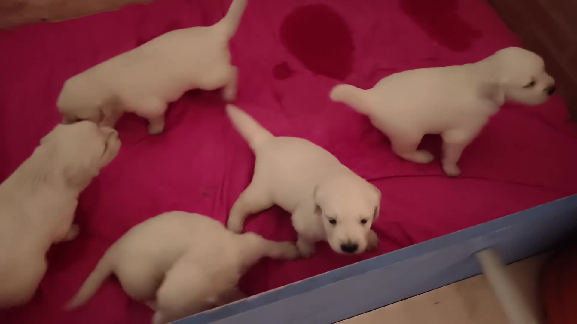 Golden Retriever perros en venta: CAMADA GOLDEN RETRIEVER ESPECTACULAR  - Video 1