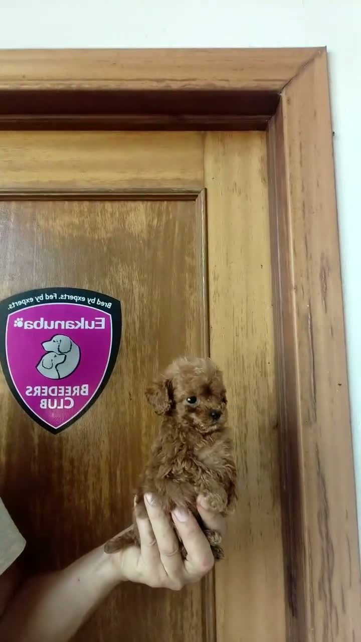 Caniche Toy perros en venta: Caniches Toy  en Sevilla - Video 2