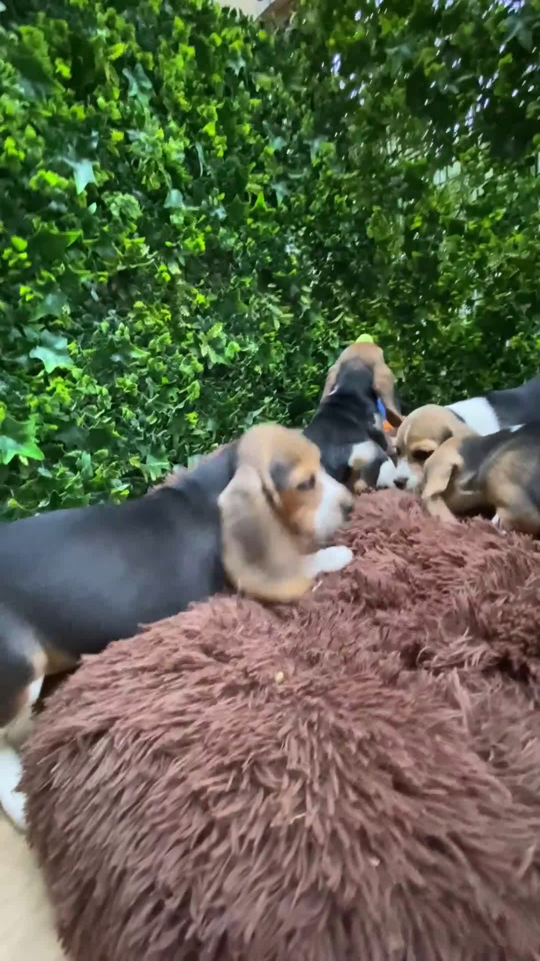 Beagle perros en venta: Beagle Puppy buscando un hogar lleno de amor 🐾 - Video 1