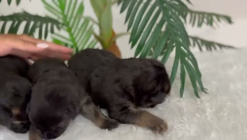 Pastor Alemán perros en venta: PASTOR ALEMAN - Video 1