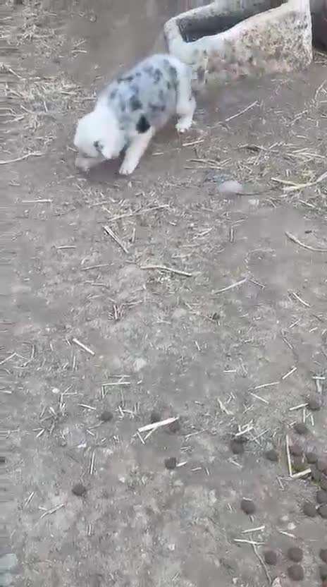 Border Collie perros en venta: Border collies de calidad  - Video 1