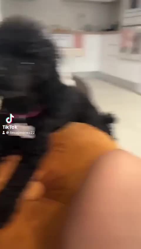 Caniche Toy perros en venta: Caniche toy negro  - Video 1