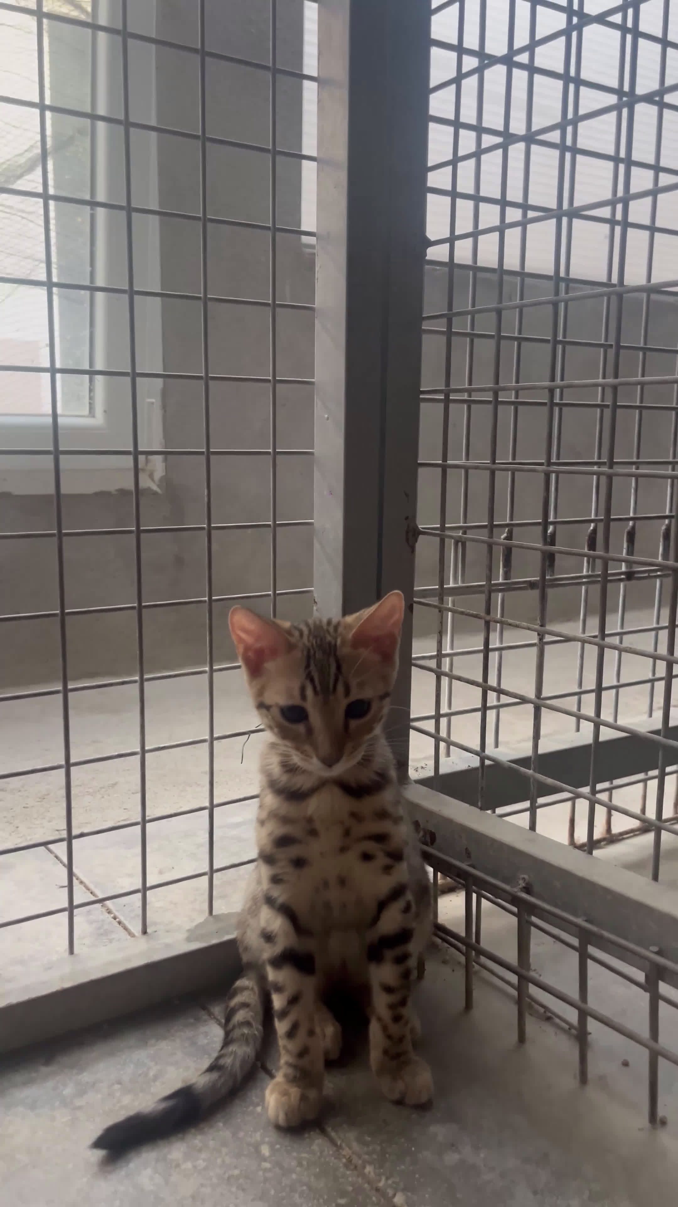 Bengalí gatos en venta: Camada bengalí  - Video 1