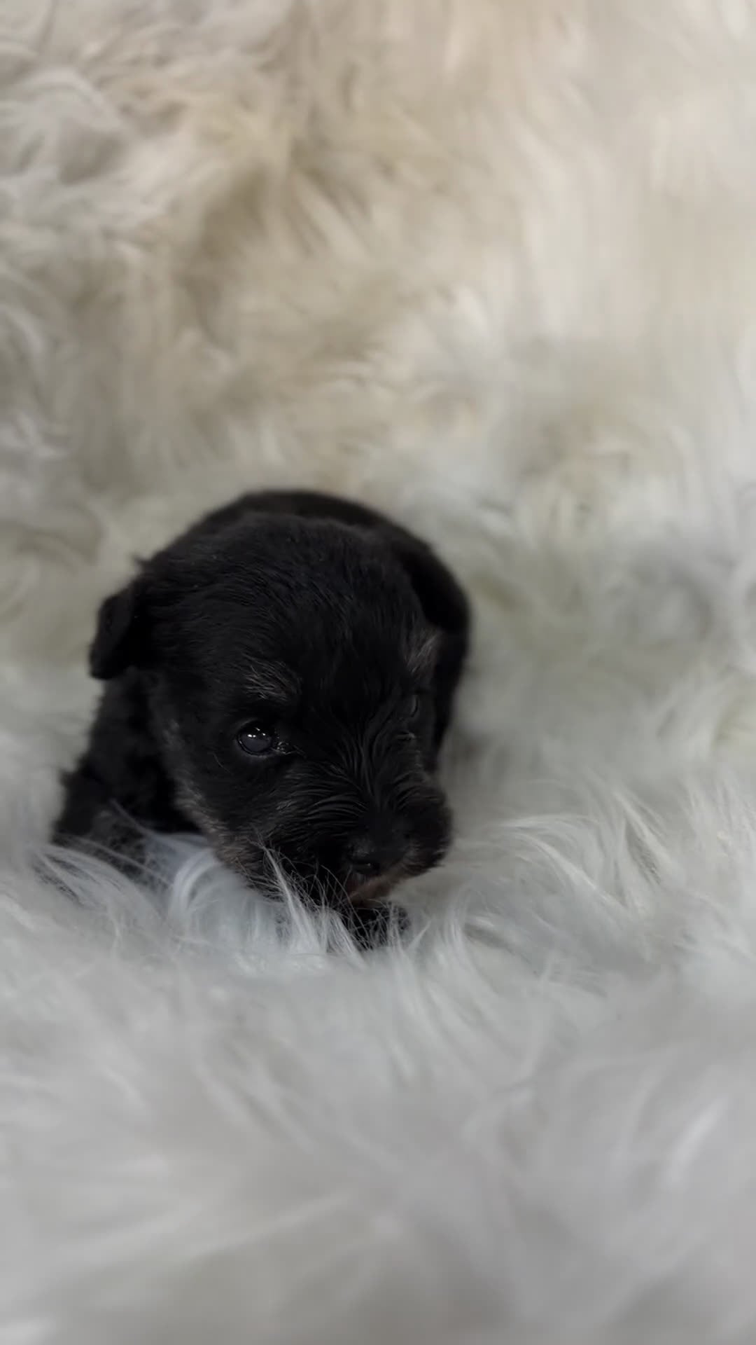 Schnauzer Miniatura perros en venta: Schnauzer negro plata  - Video 1