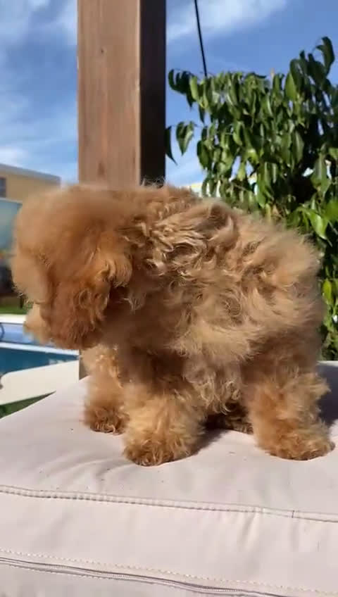 Caniche Toy perros en venta: CANICHES TOY APRICOT - Video 1