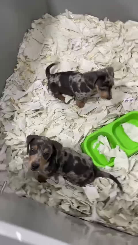 Teckel Miniatura perros en venta: Espectaculares Teckel arlequines  - Video 1