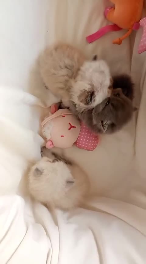 Persa gatos en venta: Gatitos persa y malayo - Video 2