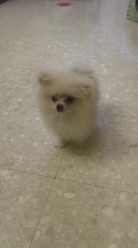 Pomerania perros en venta: Pomerania toy toy - Video 1