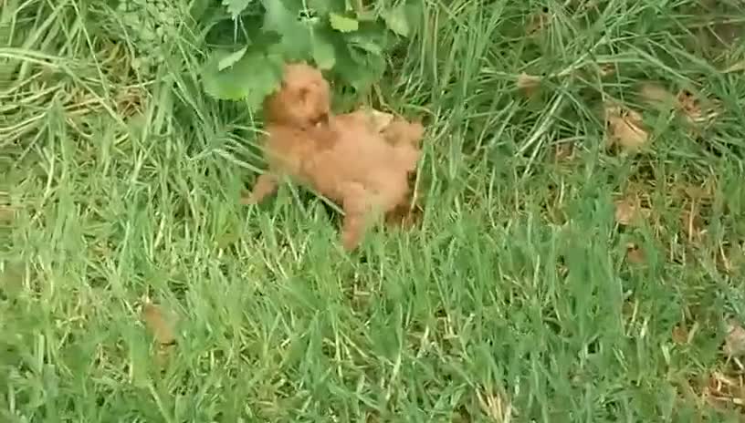 Caniche Toy perros en venta: Caniche toy apricot - Video 1