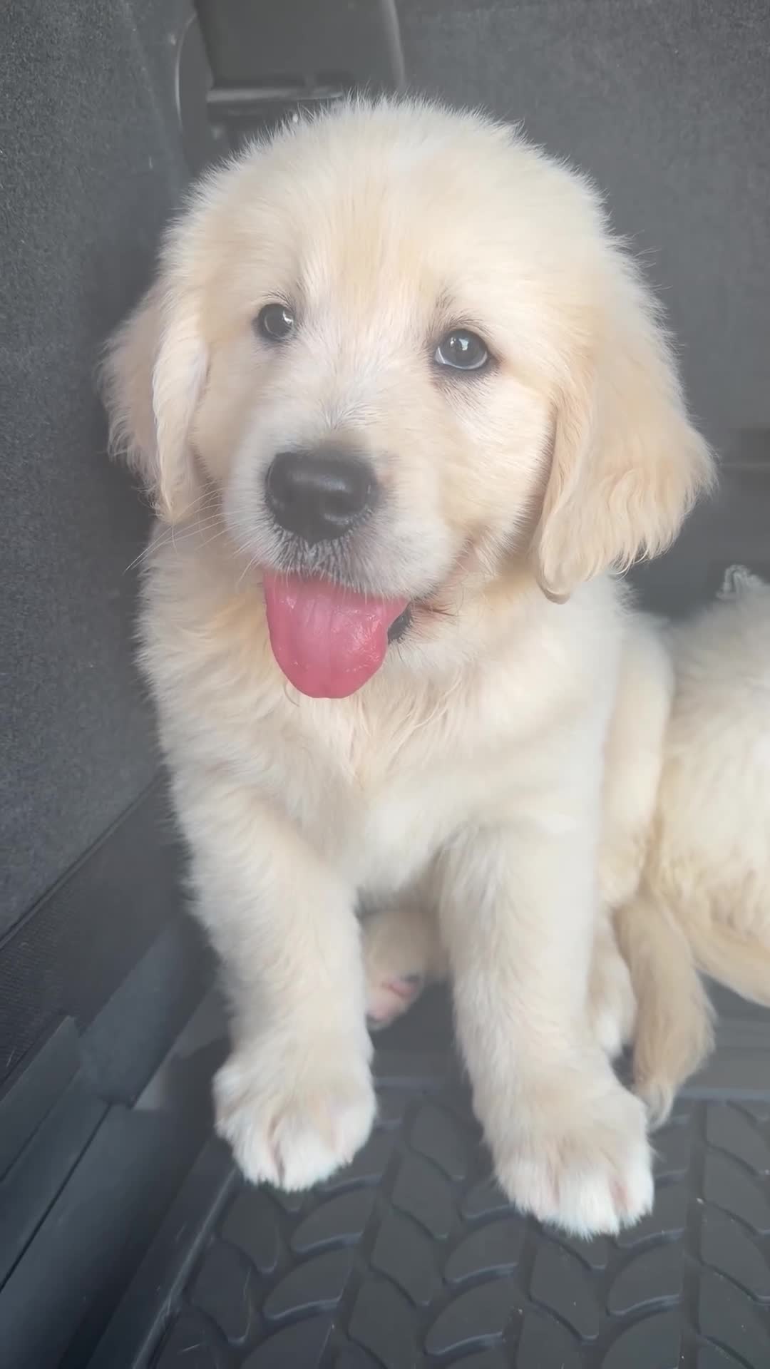 Golden Retriever perros en venta: Golden Retriever  - Video 1