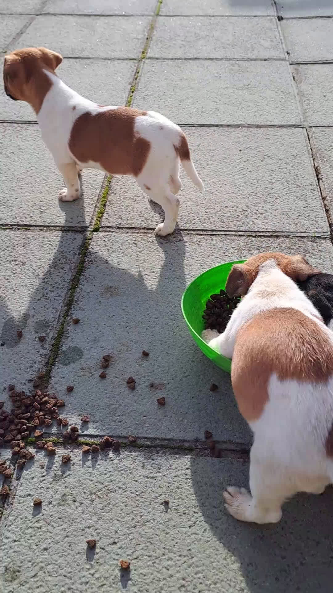 Jack Russell Terrier perros en venta: Jack russell  - Video 1