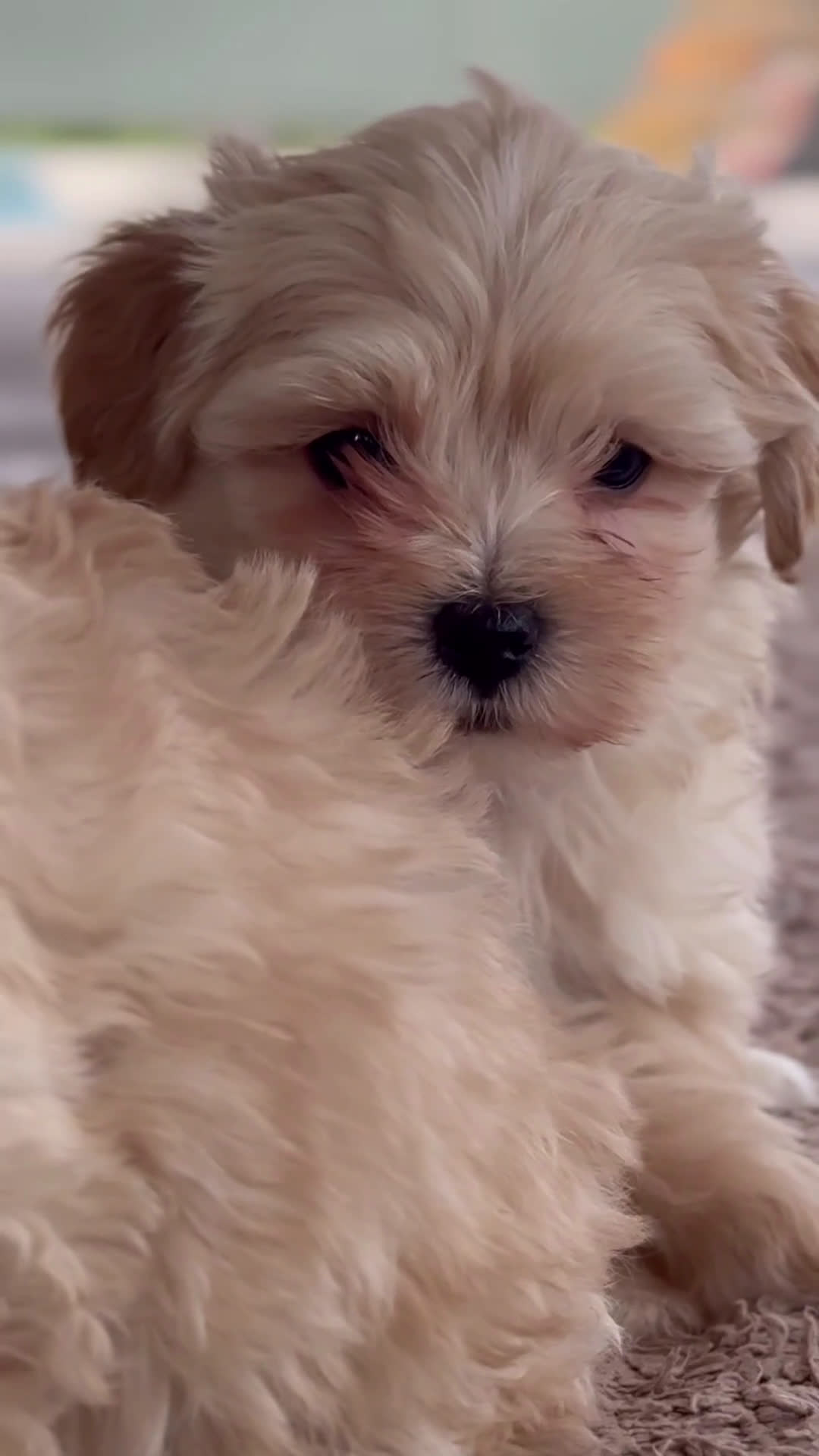 Maltipoo perros en venta: 🐾 Manolo, Jacinto y Paco – Hermanitos Maltipoo 🐾 - Video 1