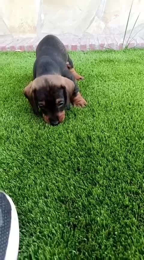 Teckel perros en venta: Teckel macho en Granada - Video 1