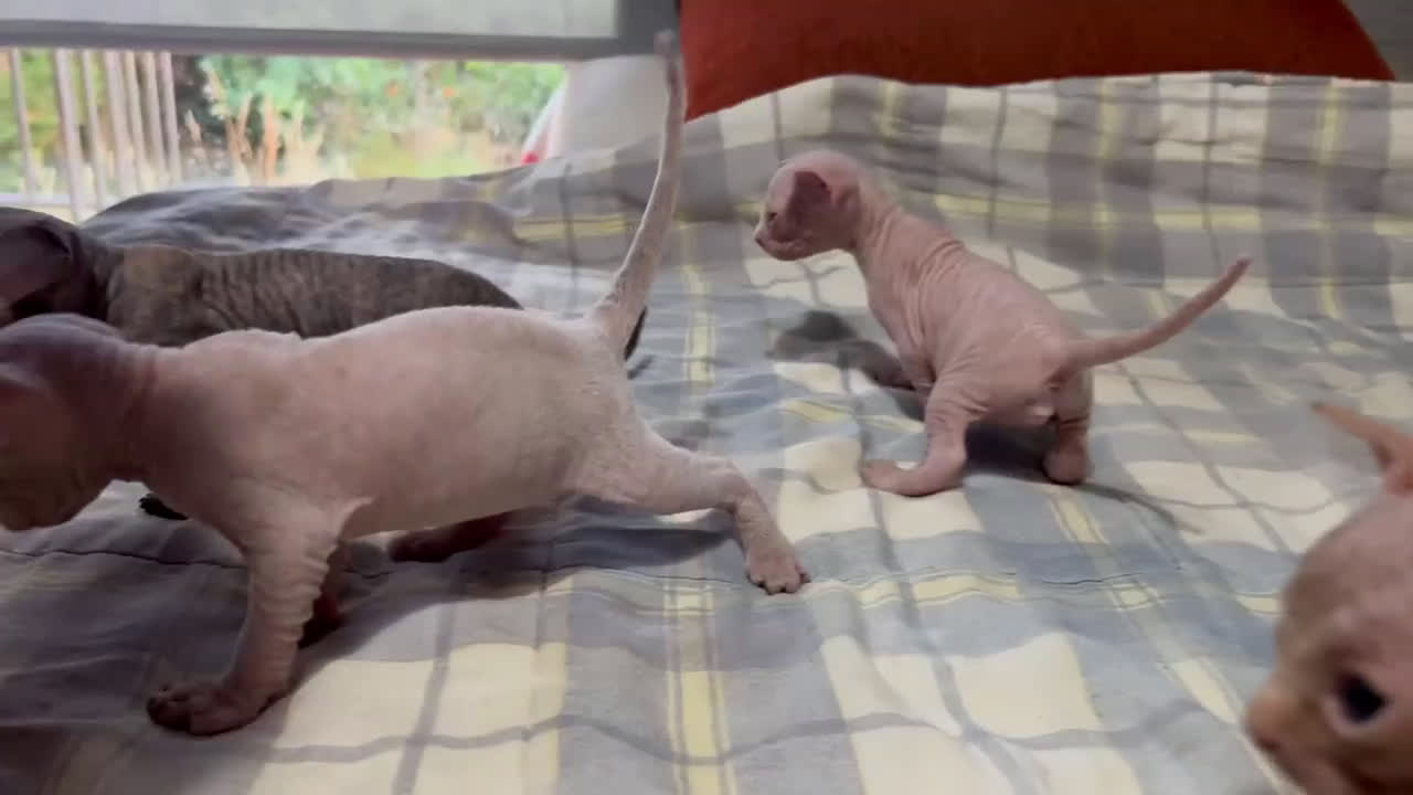 Sphynx gatos en venta: Preciosa camada Sphynx  - Video 1