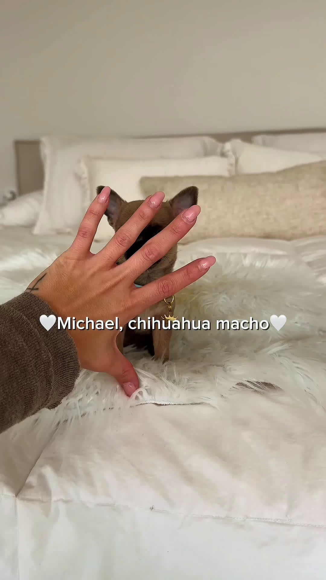 Chihuahua perros en venta: Chihuahua toy - Video 1