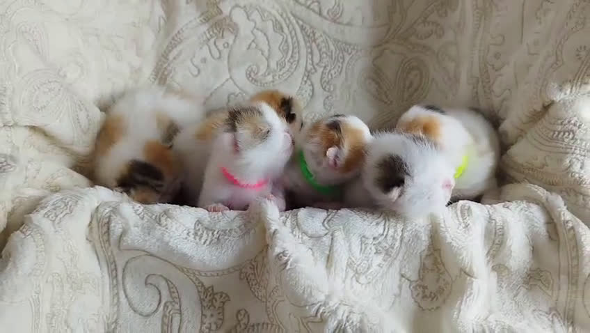 Exótico de Pelo Corto gatos en venta:  Gatitos Exóticos (Patrón Van)  en Murcia - Video 3