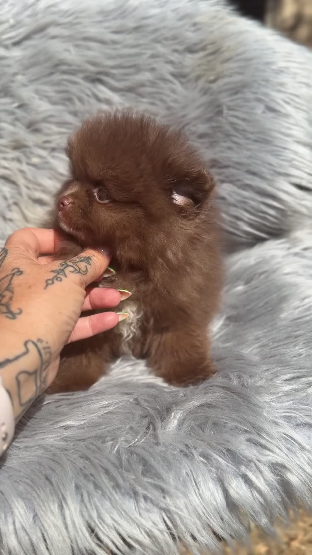 Pomerania perros en venta: Pomerania cara oso chocolate  - Video 1