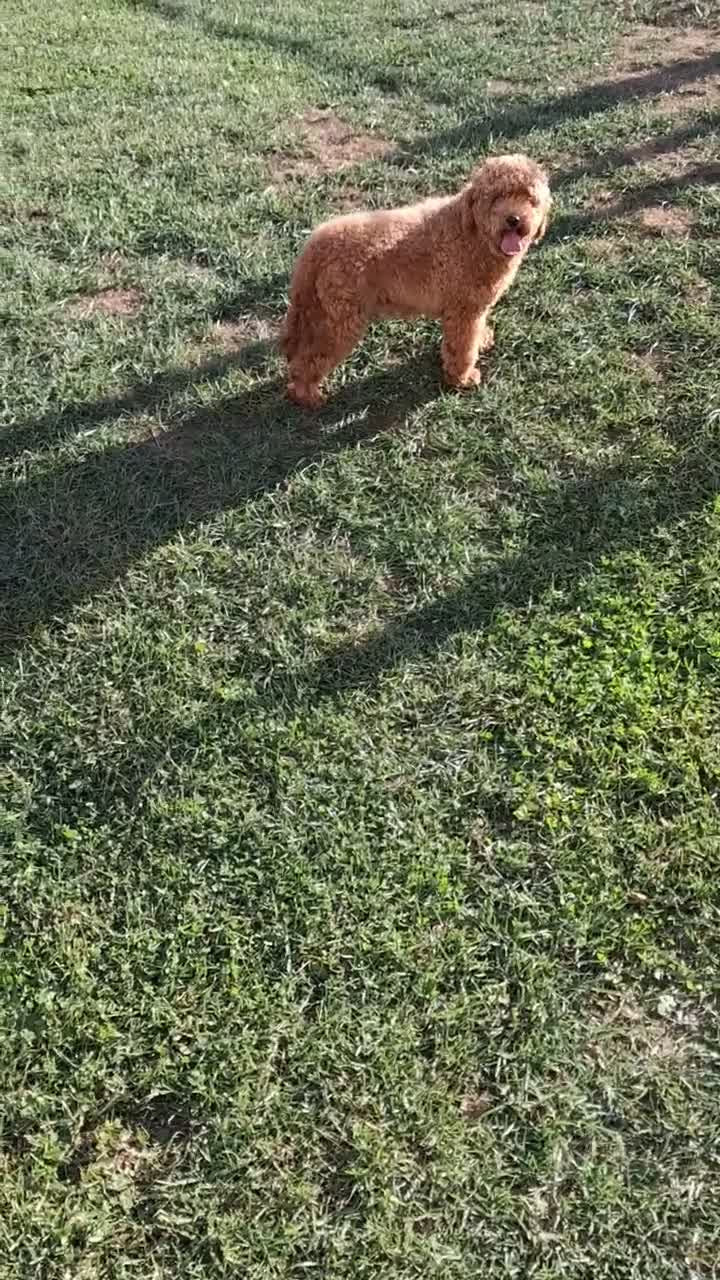 Caniche Toy perros en venta: Cachorros caniche - Video 1