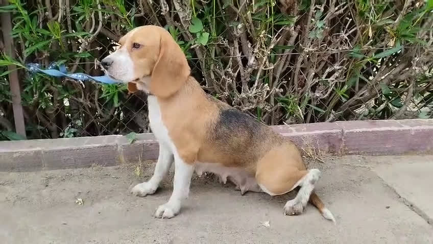 Beagle perros en venta: Beagle talla pequeña  - Video 1