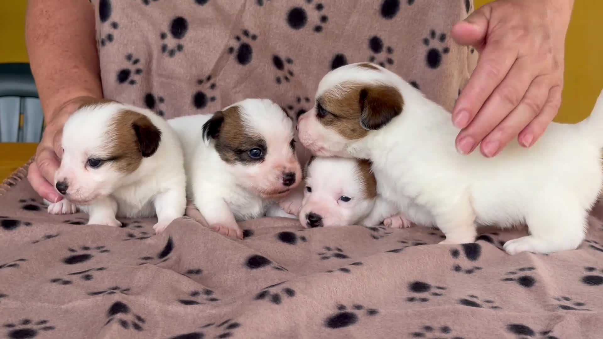 Jack Russell Terrier perros en venta: Cachorros de jack Russell disponibles - Video 5