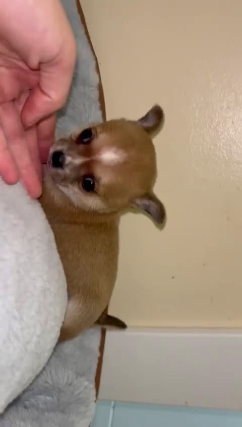 Chihuahua perros en venta: Chihuahua toy hembra - Video 1