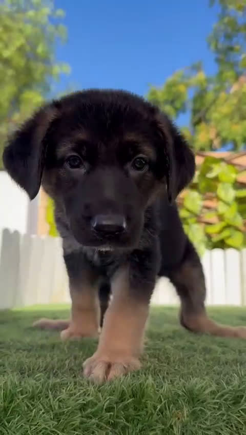 Pastor Alemán perros en venta: PASTOR ALEMAN - Video 2