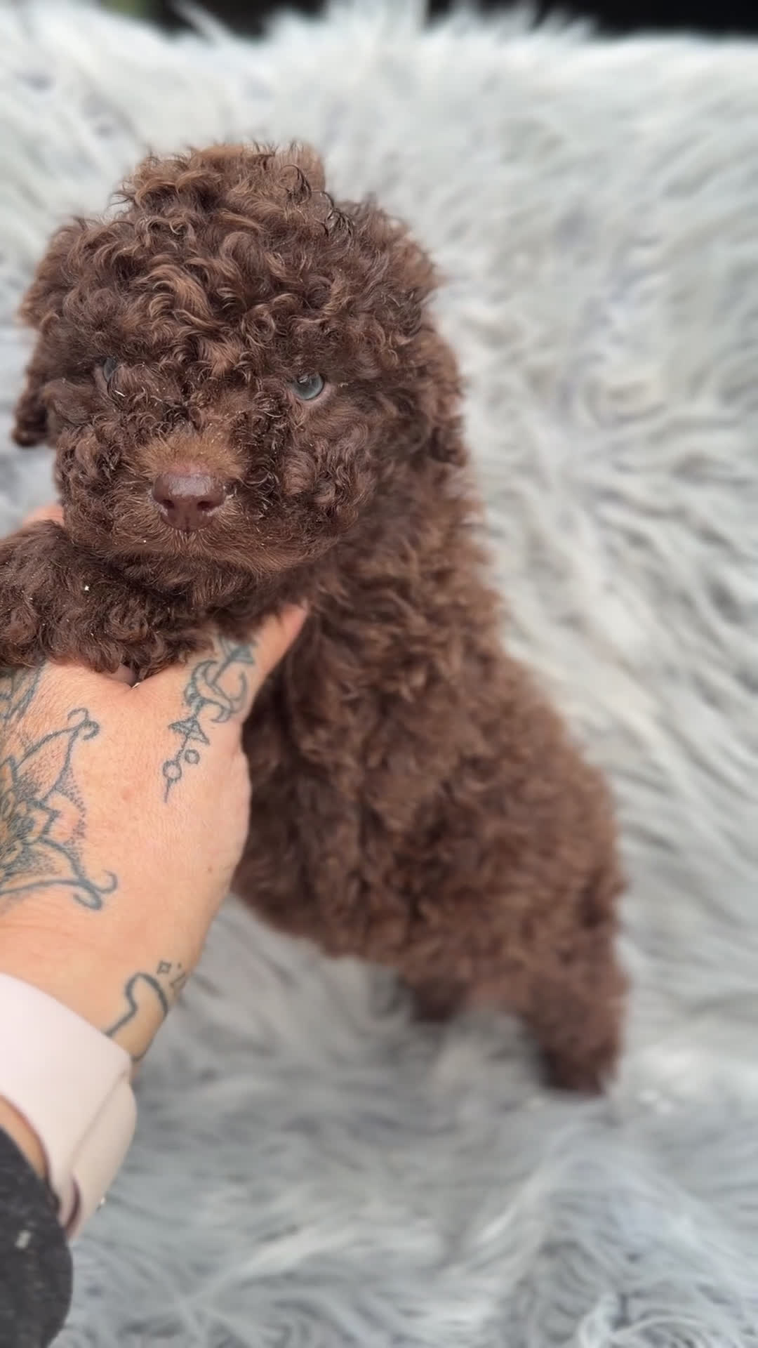 Perro de Agua Español perros en venta: Pdae chocolate  - Video 1