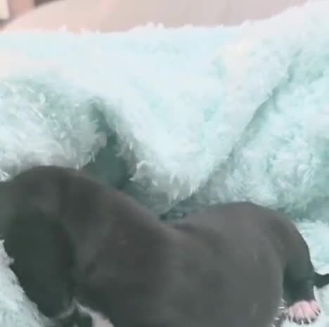 Chihuahua perros en venta: Chihuahua precio real - Video 1