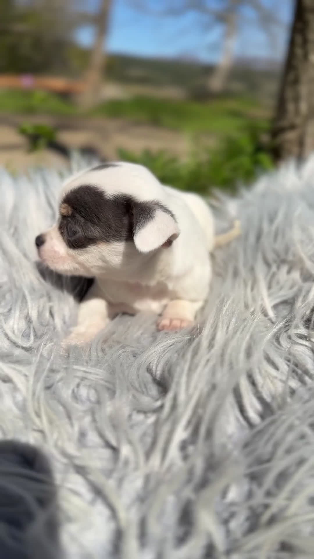 Chihuahua perros en venta: Chihuahua Toy  - Video 1