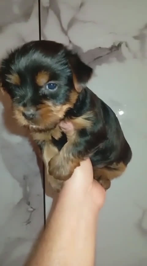 Yorkshire Terrier perros en venta: Yorkshire terrier Toy Machos preciosos  - Video 3