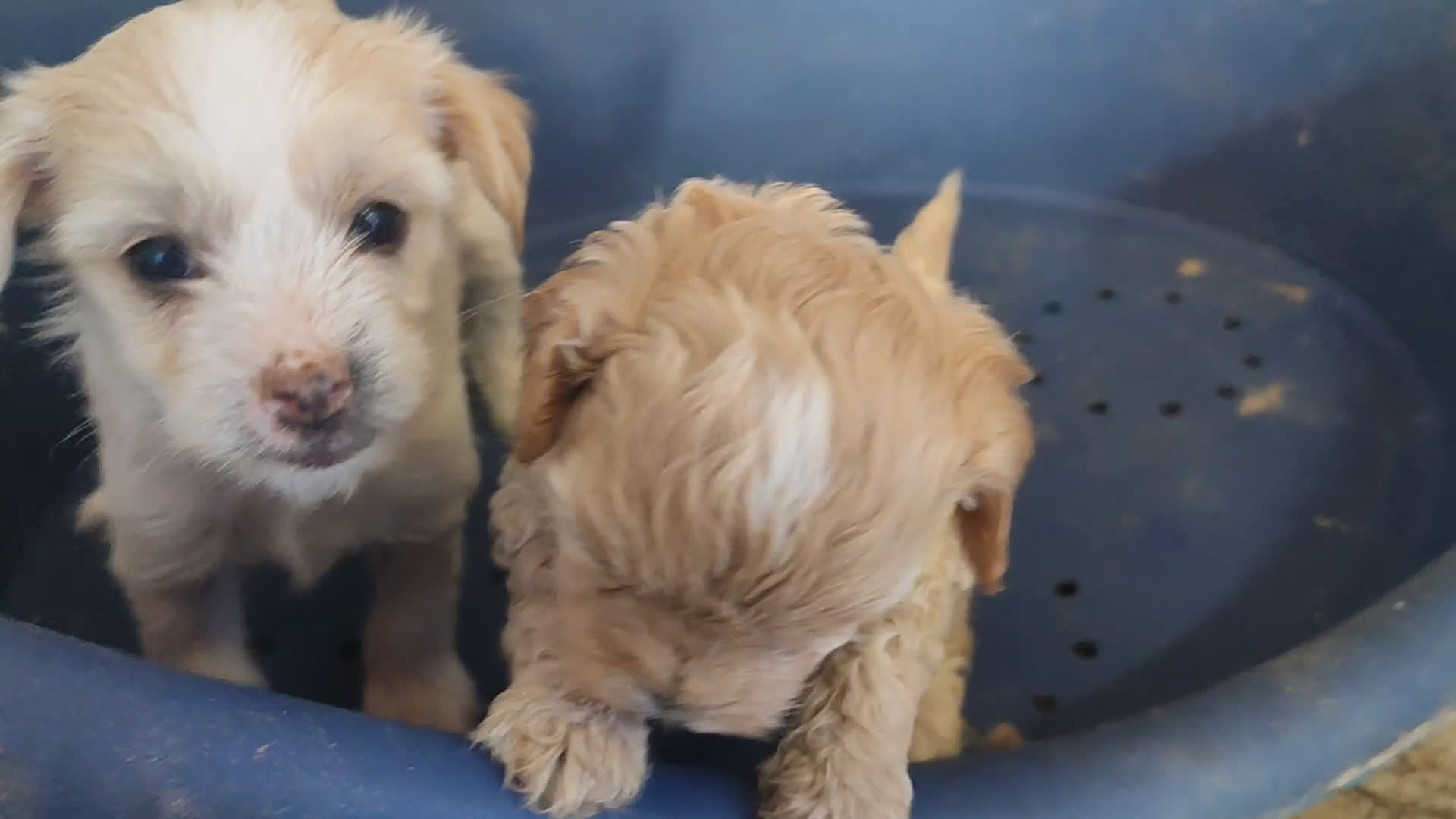 Perro Crestado Chino perros en venta: Maltipoo y crestado chino - Video 1