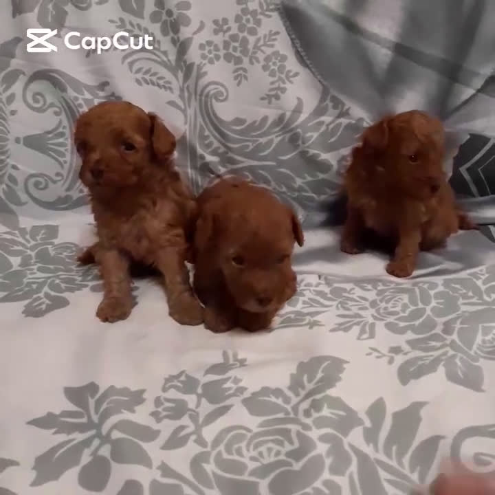 Caniche Toy perros en venta: CANICHE TOY MACHOS Y HEMBRA - Video 1