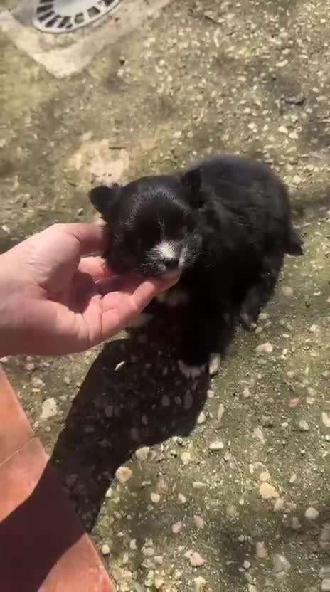 Pomerania perros en venta: Disponible 3 machitos POMERANIA - Video 1