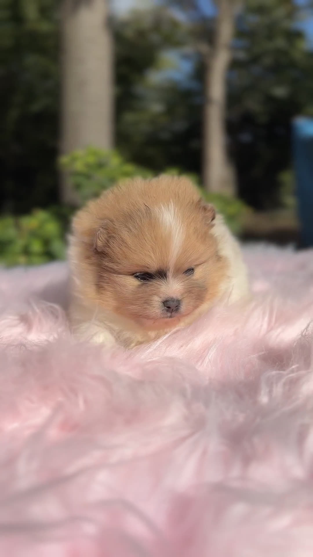 Pomerania perros en venta: Pomerania Partycolor - Video 1