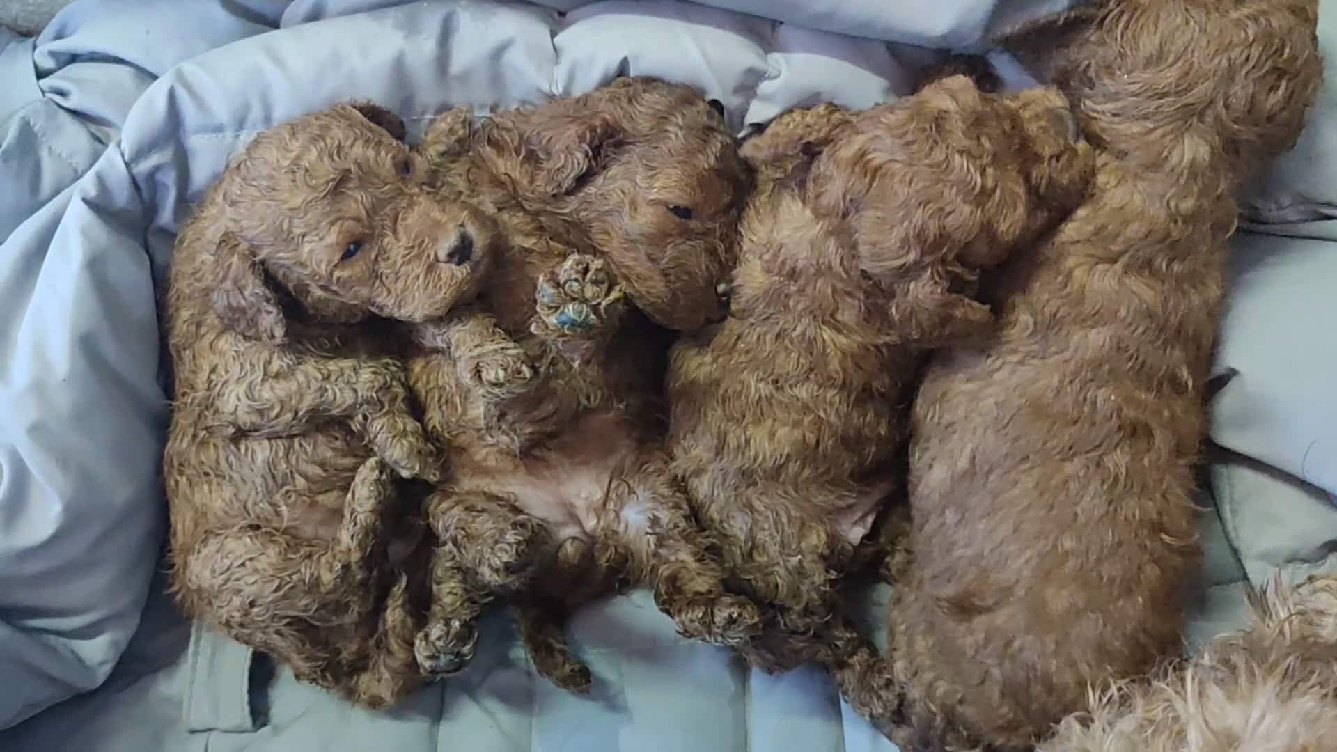 Caniche Toy perros en venta: Caniche Toy  - Video 1