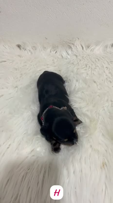 Teckel Miniatura perros en venta: CACHORRITOS TECKEL MINIATURA - Video 1