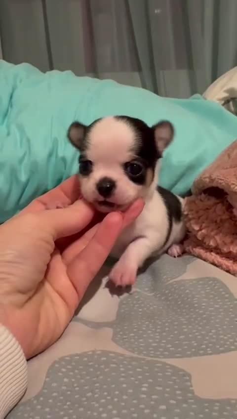 Chihuahua perros en venta: Preciosos cachorros de Chihuahua. en Valladolid - Video 1